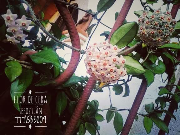 Flor De Cera Hotell Tepoztlán Eksteriør bilde
